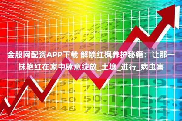 金股网配资APP下载 解锁红枫养护秘籍:让那一抹艳红在家中肆意绽放_土壤_进行_病虫害